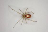 Enoplognatha