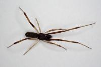 Episinus truncatus