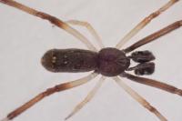 Episinus truncatus