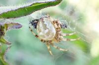Araneus quadratus