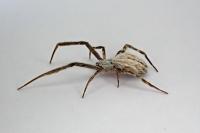 Uloborus walckenaerius