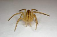 Tibellus
