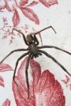 Segestria florentina