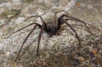 Segestria florentina
