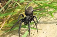Segestria florentina