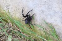 Segestria florentina