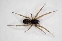 Neriene clathrata