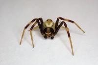 Misumena vatia