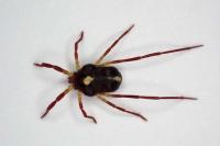 Erythraeus