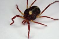 Erythraeus