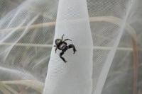 Evarcha arcuata