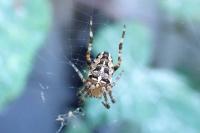 Araneus diadematus