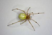 Enoplognatha