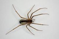 Neriene radiata