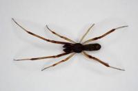 Episinus truncatus