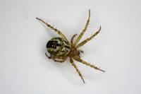 Mangora acalypha