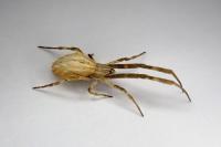 Uloborus walckenaerius