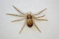 Philodromus dispar