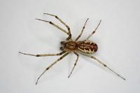 Linyphia triangularis