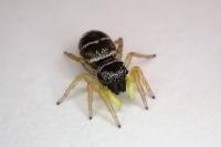 Heliophanus