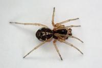 Pachygnatha degeeri