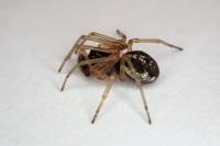 Pachygnatha degeeri