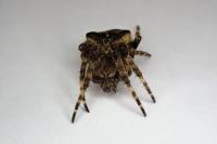 Araneus angulatus