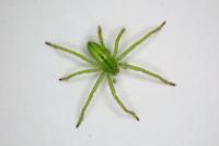 Micrommata virescens