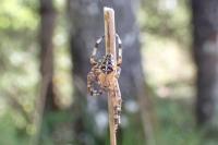Araneus diadematus