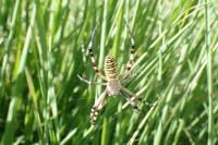 Argiope bruennichi