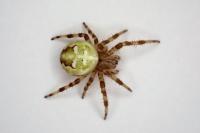 Araneus quadratus