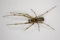 Linyphia triangularis