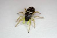 Heliophanus