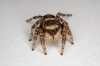Evarcha falcata