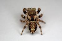 Evarcha falcata