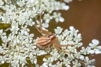 Runcinia grammica