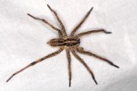 Hogna radiata