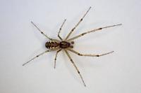 Linyphia triangularis