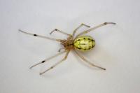 Enoplognatha