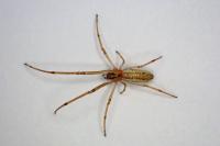 Tetragnatha