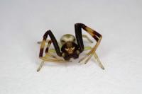 Misumena vatia