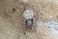 Nuctenea umbratica