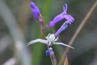Misumena vatia