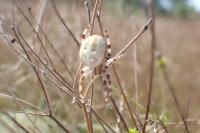 Araneus quadratus