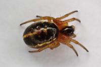 Hypsosinga