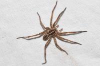 Hogna radiata