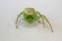 Ebrechtella tricuspidata