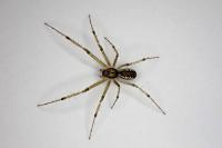 Linyphia triangularis