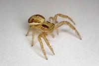Xysticus