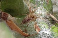 Allagelena gracilens